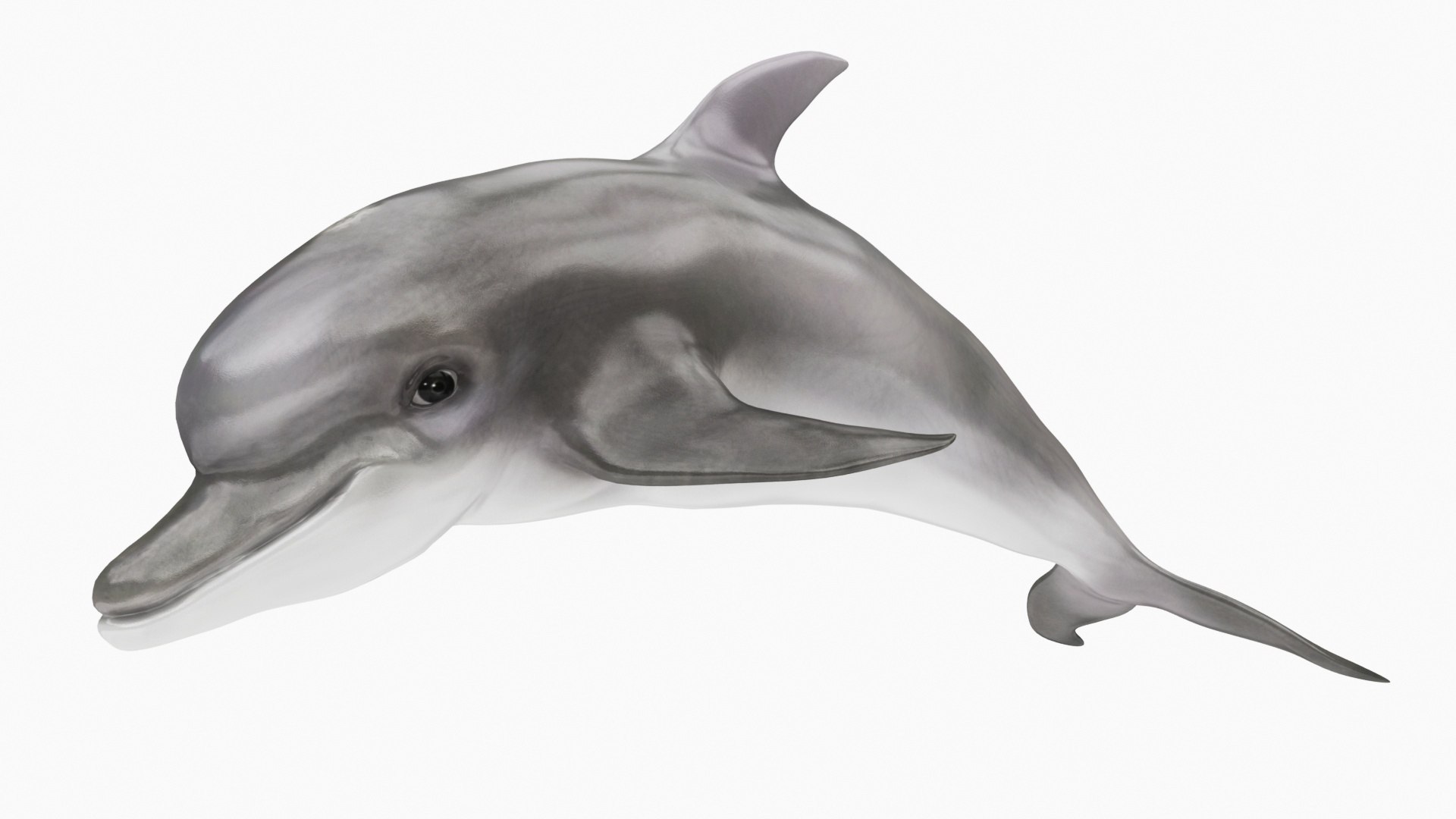3D Underwater Animals Big Collection 34 in 1 model https://p.turbosquid.com/ts-thumb/m2/VIM0NR/5mQPhRgt/010020/jpg/1663275458/1920x1080/fit_q87/57511dfd880b469b0bd8e50ff71bccf04df9bc1e/010020.jpg