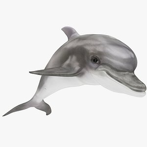 3D dolphin animal mammal