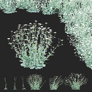 3D Lychnis coronaria alba