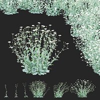 Lychnis coronaria alba