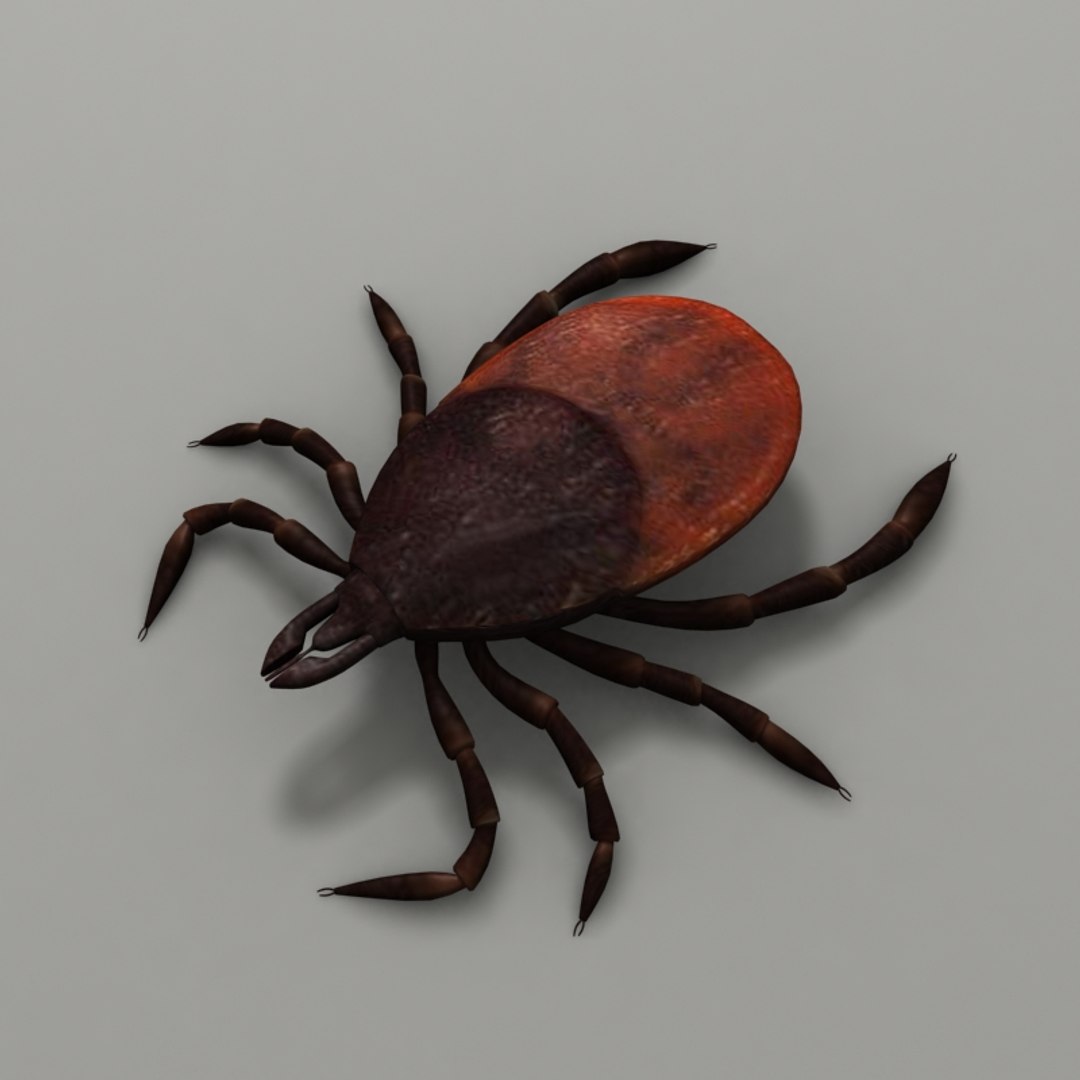 3d model tick