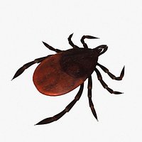 Tick