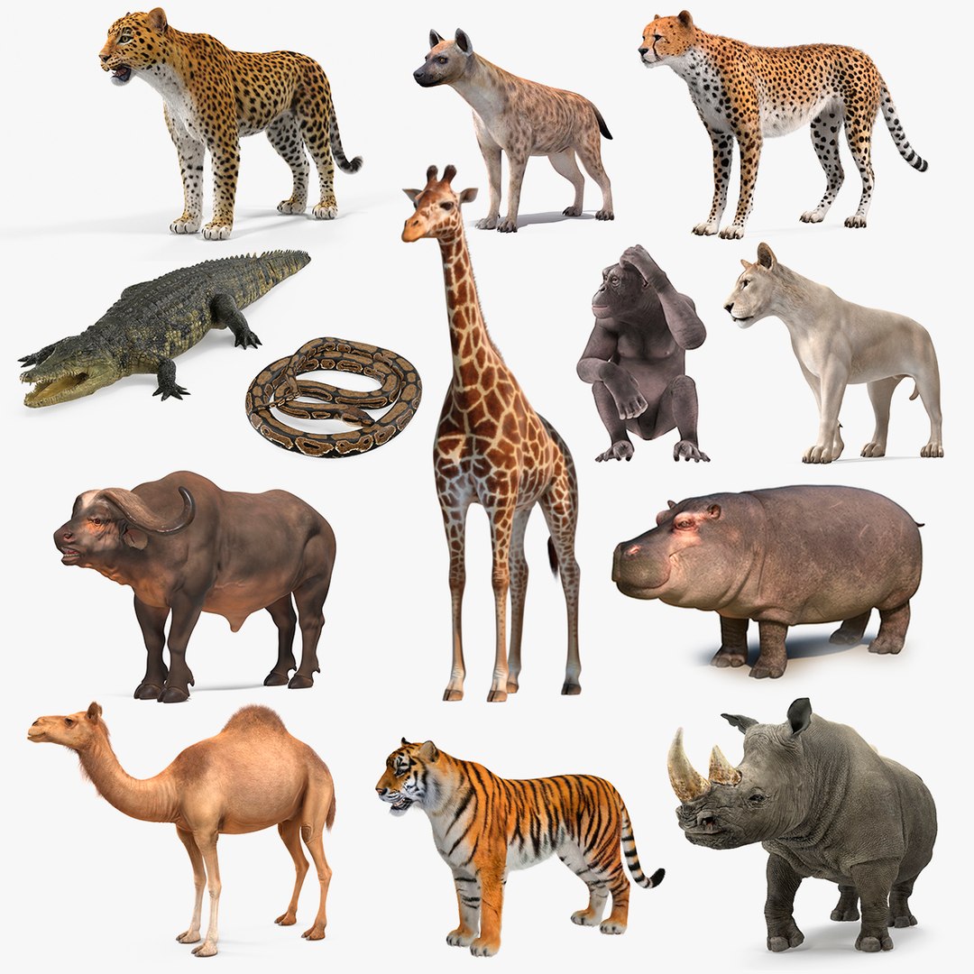 African Animals Collection 10 3D model preview