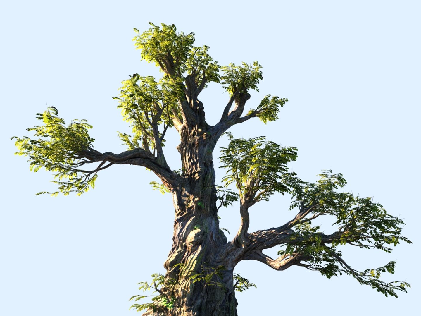 3D Tree Scanned Ready - TurboSquid 1284574