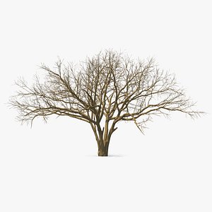 naked tree winter 3D model