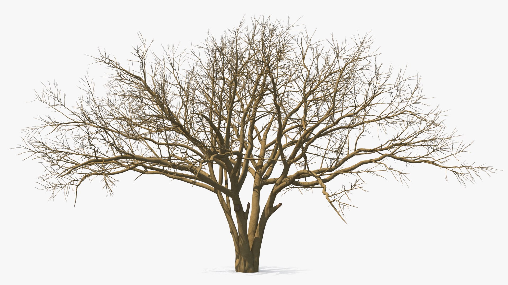 Naked Tree 3D model preview