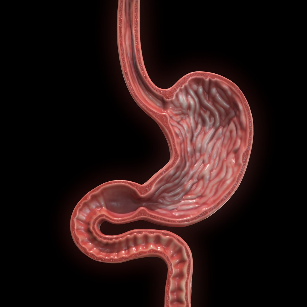 modeled human stomach model https://p.turbosquid.com/ts-thumb/m2/rKfjbh/JI3GRVNI/screenshot015/png/1604560842/1920x1080/fit_q87/ed588cd397381d1b610ae5556761cfd03db96c97/screenshot015.jpg