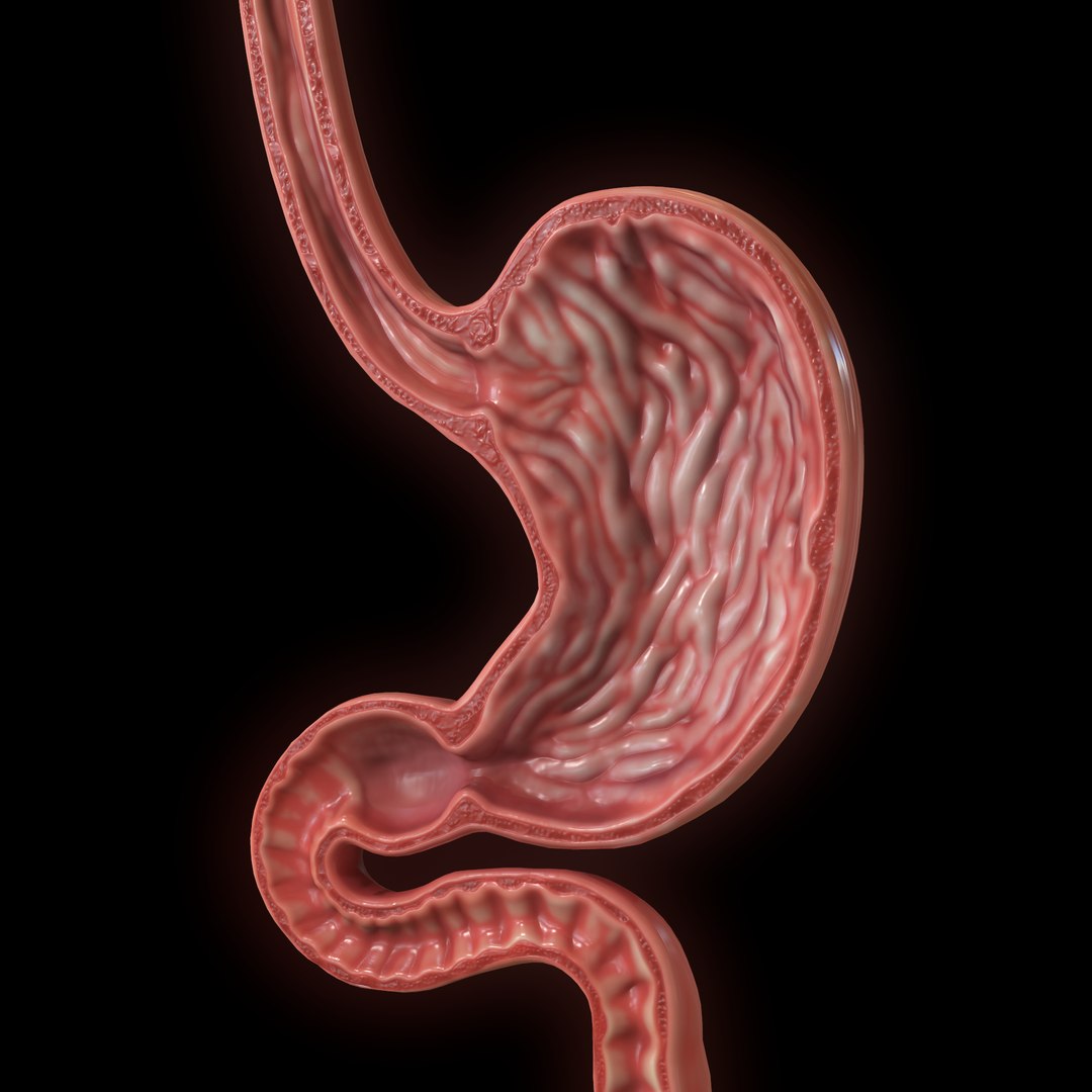 modeled human stomach model https://p.turbosquid.com/ts-thumb/m2/rKfjbh/JxtCNmyi/screenshot017/png/1604560842/1920x1080/fit_q87/eff031777966659301e9bbbd4aafb2dddce83307/screenshot017.jpg