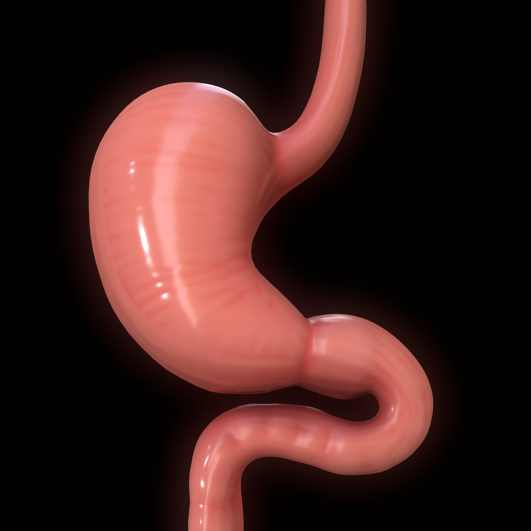 modeled human stomach model https://p.turbosquid.com/ts-thumb/m2/rKfjbh/ROZWQaZB/screenshot021/png/1604560842/1920x1080/fit_q87/b574ab4d71f018eff85af5de73d87b4859ee3665/screenshot021.jpg