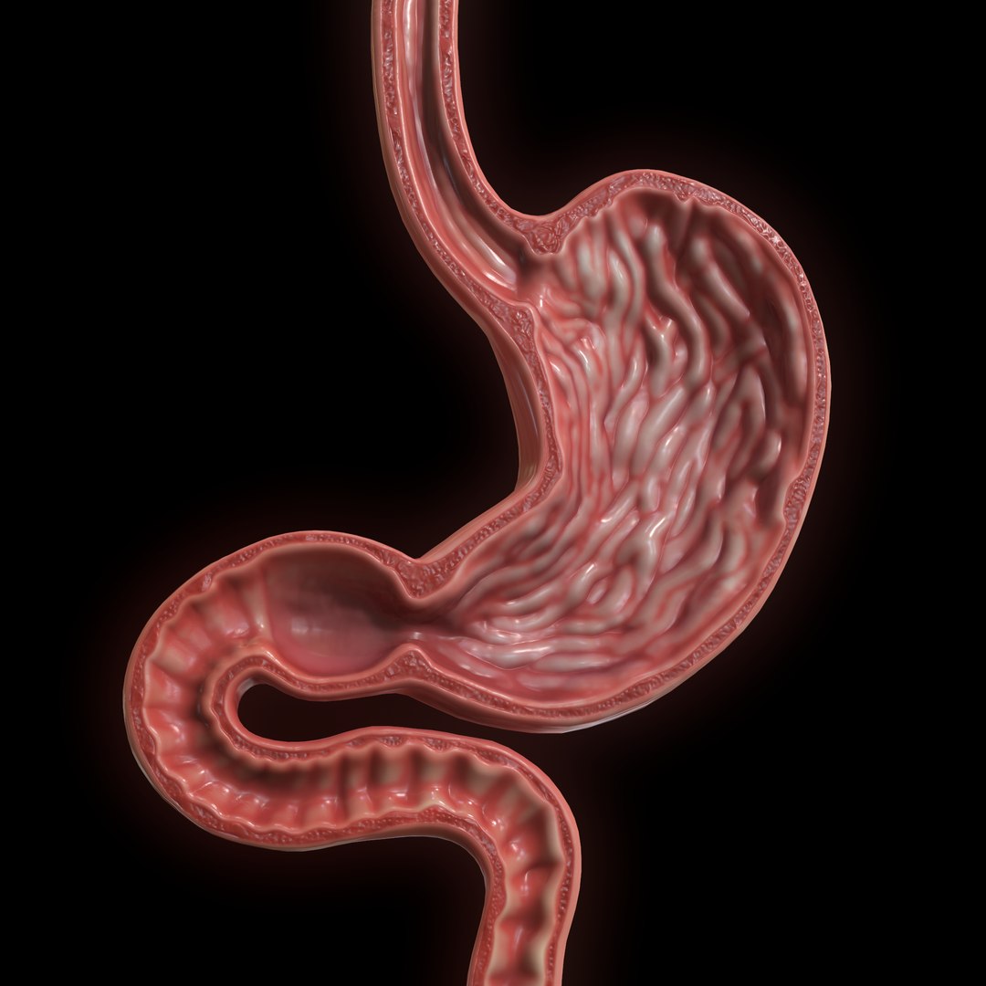modeled human stomach model https://p.turbosquid.com/ts-thumb/m2/rKfjbh/aMJXCRPK/screenshot016/png/1604560842/1920x1080/fit_q87/6a83a4ef15f57eedc7e929b025cd98e7a76eb85c/screenshot016.jpg
