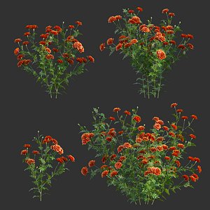 3D Tagetes - Marigold model