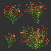 Tagetes - Marigold