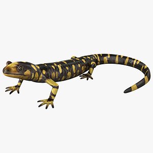 Tiger Salamander Pose 1