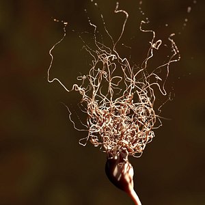 Neuron (mammalian)