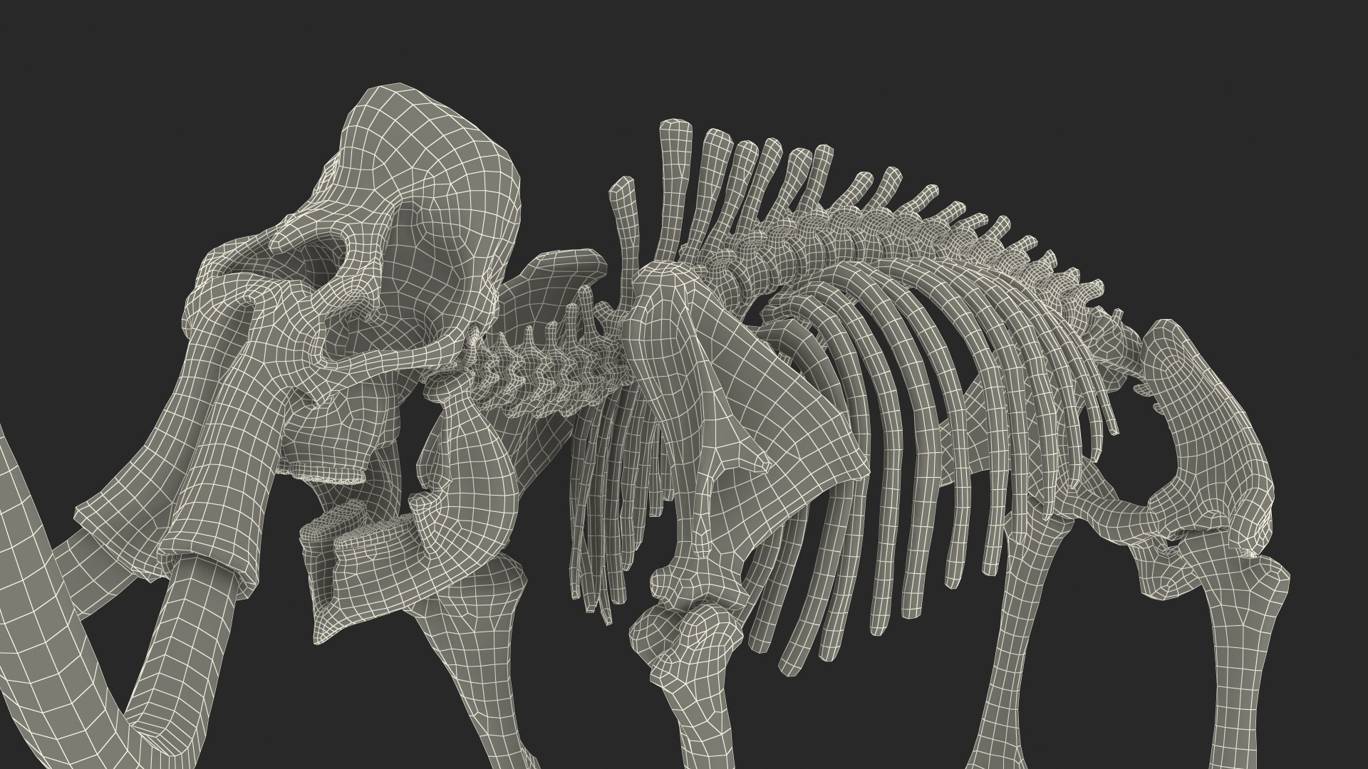 3D model Mammoth Skeleton Clean Bones Rigged for Maya https://p.turbosquid.com/ts-thumb/m3/ET2hK5/09/mammothskeletoncleanbonesrigged3dmodel036/jpg/1635205357/1920x1080/fit_q87/932425d75e26686f0c74499a0cb9e6db519527b7/mammothskeletoncleanbonesrigged3dmodel036.jpg