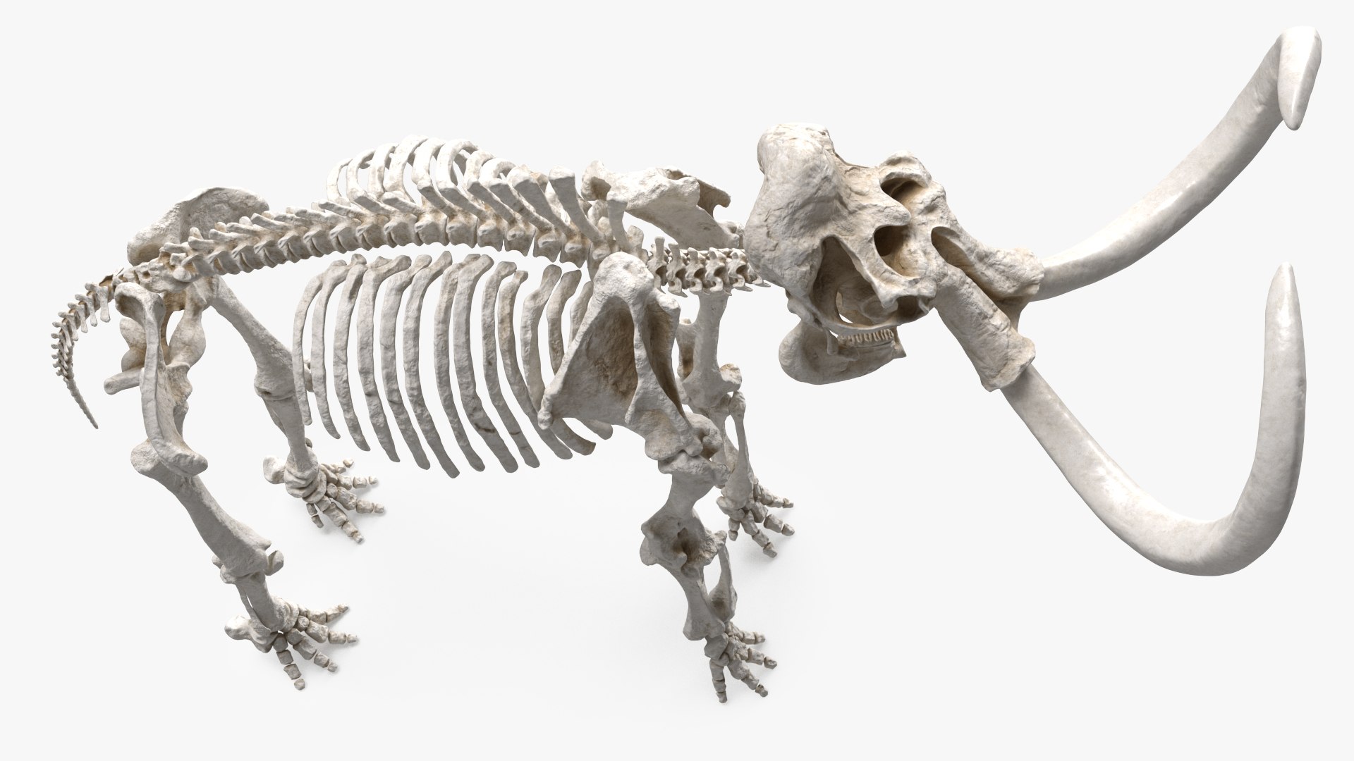 3D model Mammoth Skeleton Clean Bones Rigged for Maya https://p.turbosquid.com/ts-thumb/m3/ET2hK5/2s/mammothskeletoncleanbonesrigged3dmodel016/jpg/1635205305/1920x1080/fit_q87/fd0583af0c30333e12057321339d4840f033cee0/mammothskeletoncleanbonesrigged3dmodel016.jpg