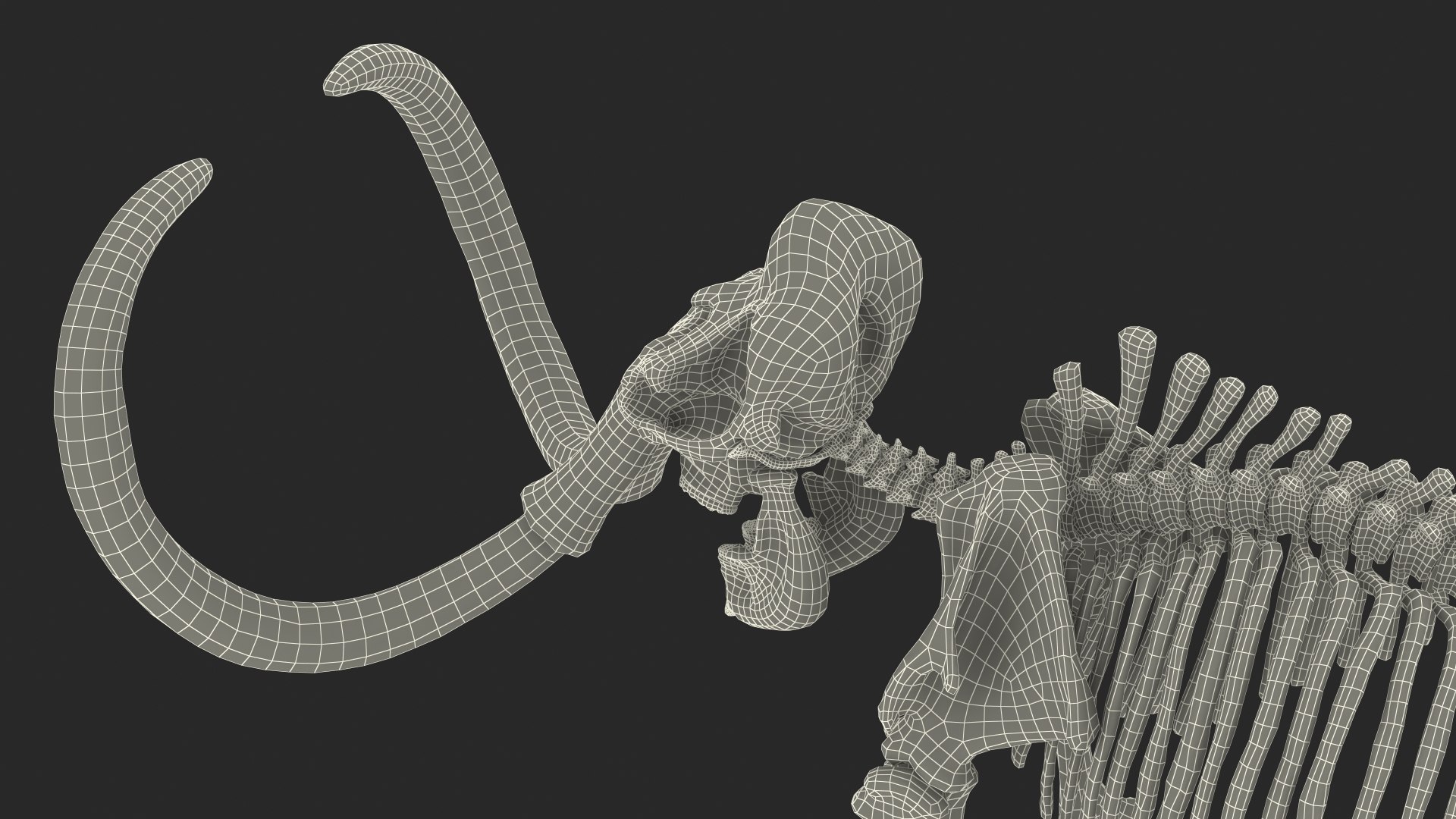 3D model Mammoth Skeleton Clean Bones Rigged for Maya https://p.turbosquid.com/ts-thumb/m3/ET2hK5/44/mammothskeletoncleanbonesrigged3dmodel038/jpg/1635205362/1920x1080/fit_q87/0e7df73885abfd3c9f2f00efb46430e9f788e229/mammothskeletoncleanbonesrigged3dmodel038.jpg