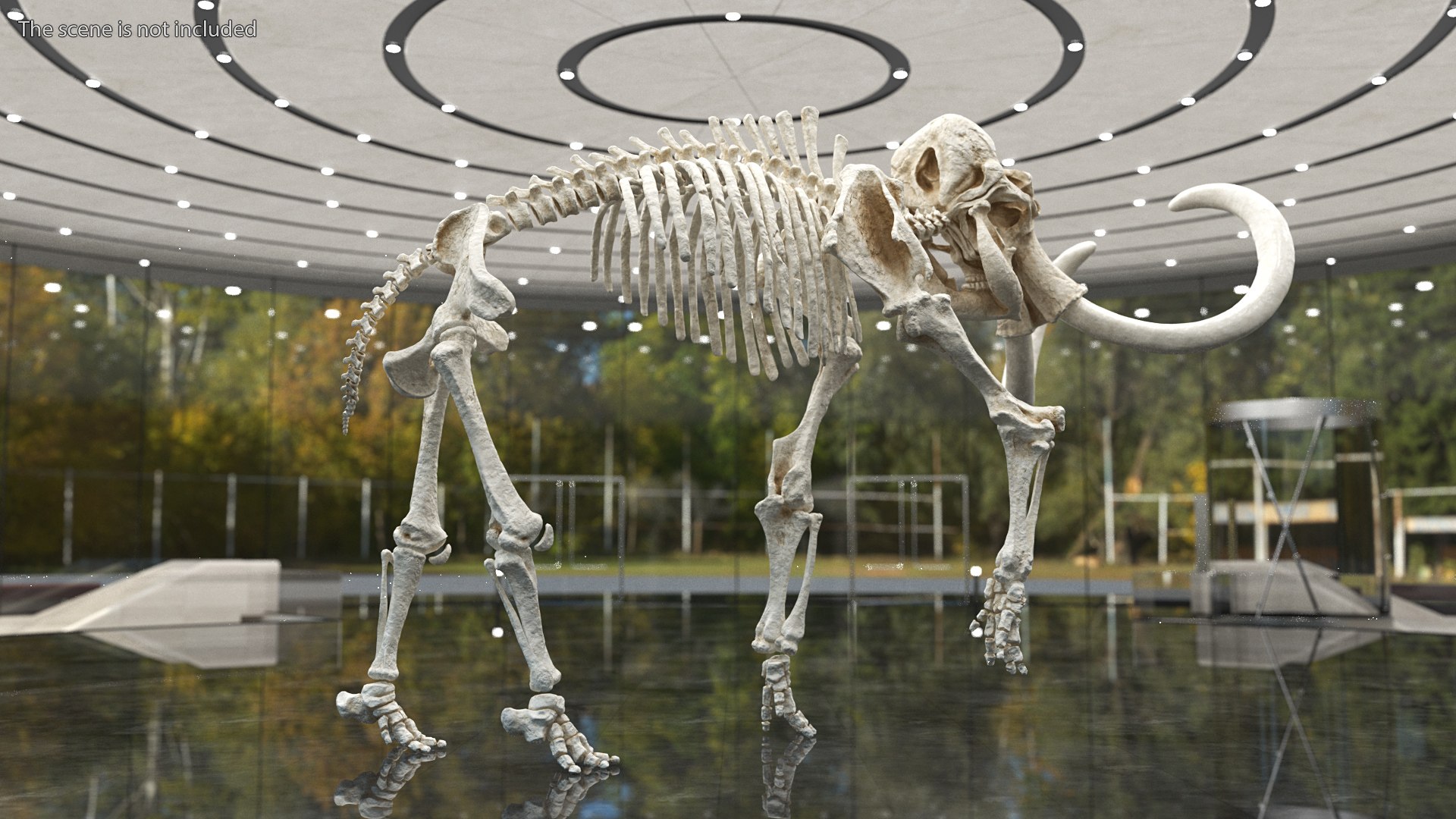 3D model Mammoth Skeleton Clean Bones Rigged for Maya https://p.turbosquid.com/ts-thumb/m3/ET2hK5/4T/mammothskeletoncleanbonesrigged3dmodel007/jpg/1635205284/1920x1080/fit_q87/eb65efb41434fd638528c56c277afaabbfedf93f/mammothskeletoncleanbonesrigged3dmodel007.jpg