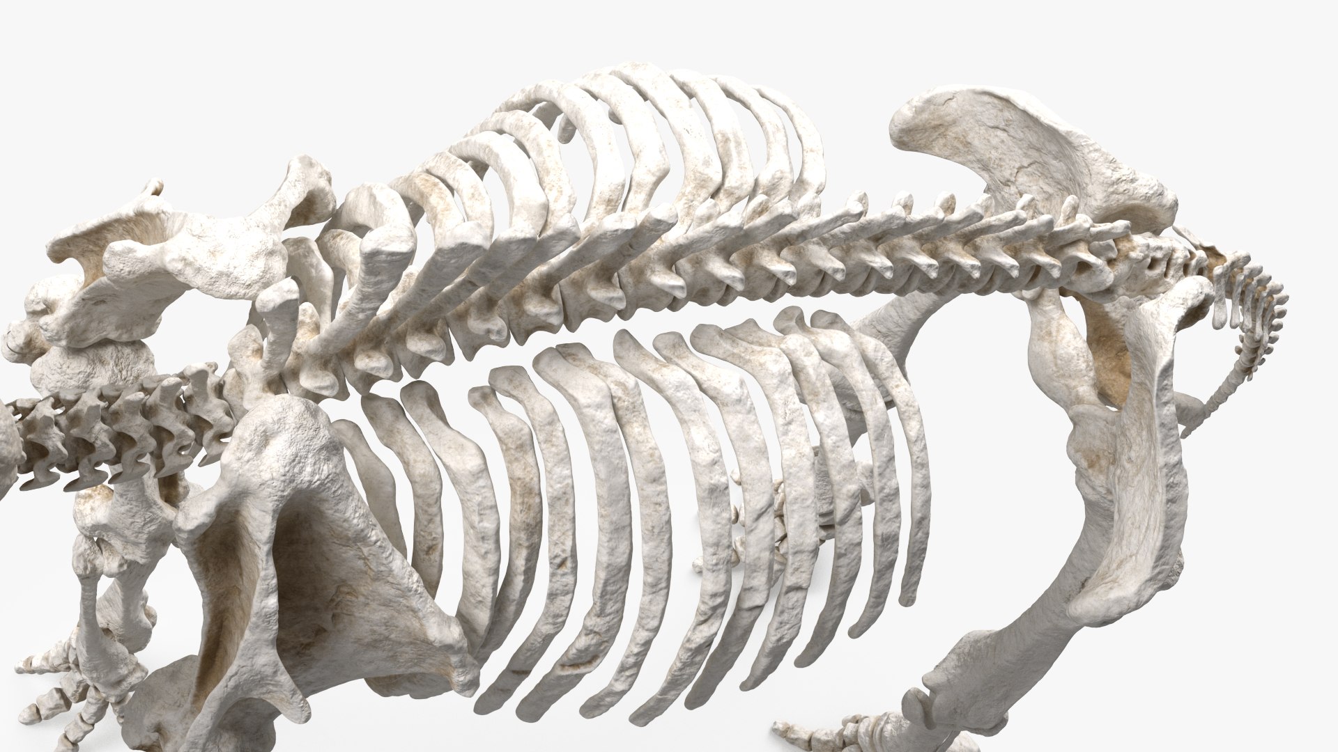 3D model Mammoth Skeleton Clean Bones Rigged for Maya https://p.turbosquid.com/ts-thumb/m3/ET2hK5/56/mammothskeletoncleanbonesrigged3dmodel018/jpg/1635205311/1920x1080/fit_q87/3a54eb0cf8ae741291b6b92d99375abe451c1da5/mammothskeletoncleanbonesrigged3dmodel018.jpg