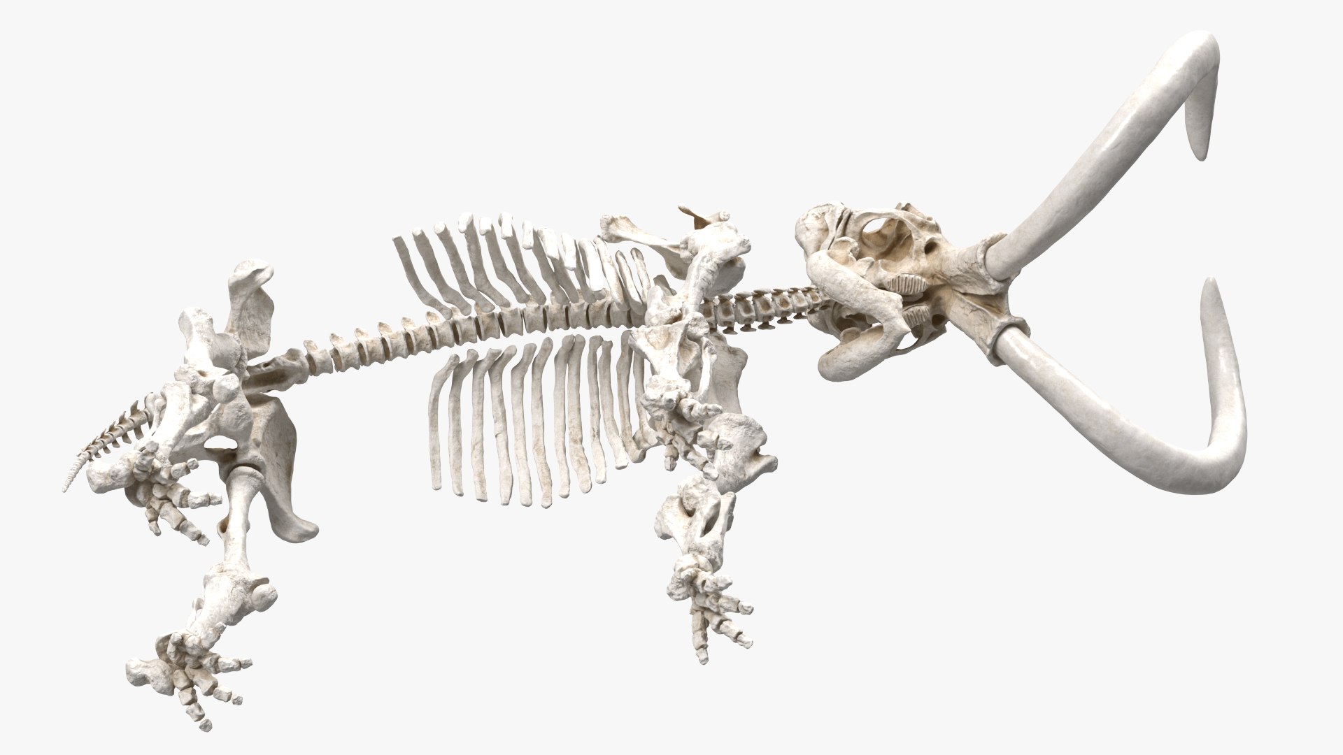3D model Mammoth Skeleton Clean Bones Rigged for Maya https://p.turbosquid.com/ts-thumb/m3/ET2hK5/6b/mammothskeletoncleanbonesrigged3dmodel021/jpg/1635205319/1920x1080/fit_q87/f8ff868d78446e50657e5cf4d63a1da1ff028b02/mammothskeletoncleanbonesrigged3dmodel021.jpg