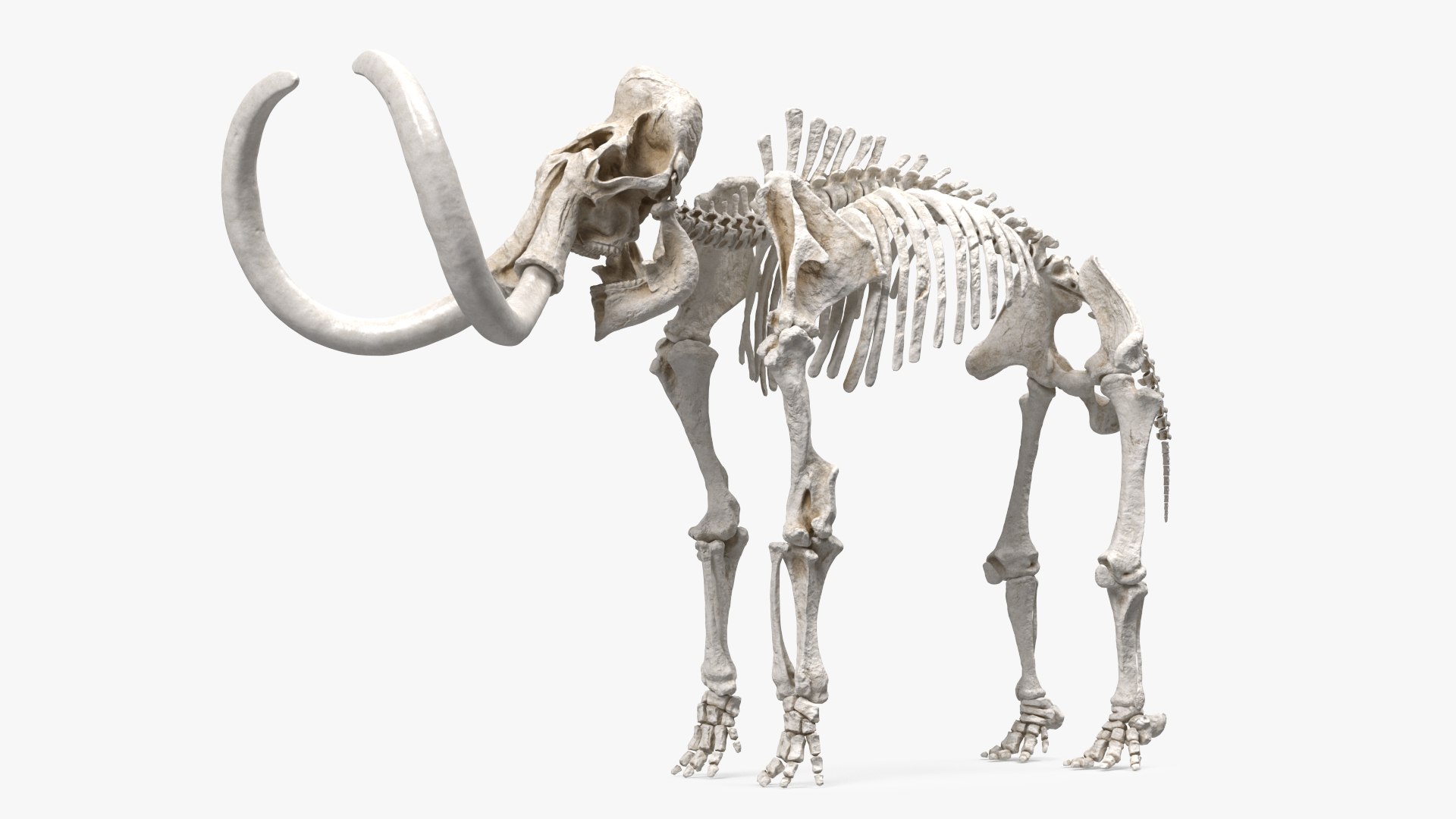 3D model Mammoth Skeleton Clean Bones Rigged for Maya https://p.turbosquid.com/ts-thumb/m3/ET2hK5/96/mammothskeletoncleanbonesrigged3dmodel011/jpg/1635205294/1920x1080/fit_q87/9f2792c5bc80a713a28d5c06086250a5449e5975/mammothskeletoncleanbonesrigged3dmodel011.jpg
