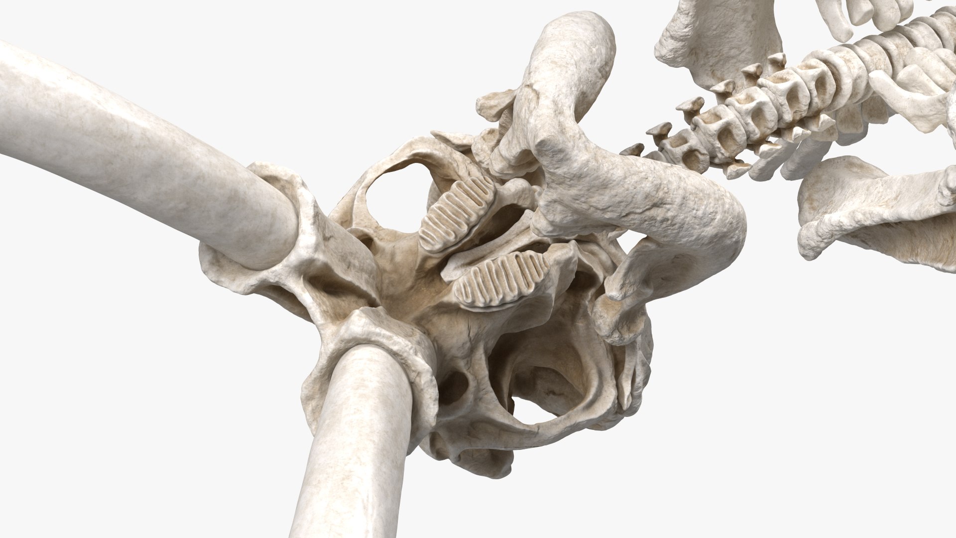 3D model Mammoth Skeleton Clean Bones Rigged for Maya https://p.turbosquid.com/ts-thumb/m3/ET2hK5/Ac/mammothskeletoncleanbonesrigged3dmodel022/jpg/1635205321/1920x1080/fit_q87/dc7ff6c8c47aa8aac28c28ff020dc84887a6a988/mammothskeletoncleanbonesrigged3dmodel022.jpg