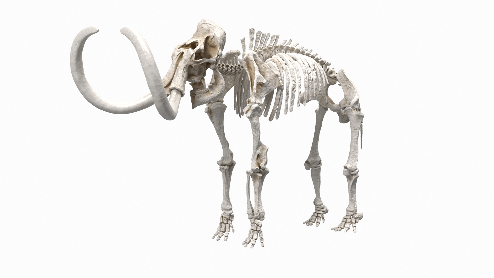 3D model Mammoth Skeleton Clean Bones Rigged for Maya https://p.turbosquid.com/ts-thumb/m3/ET2hK5/KG/mammoth_skeleton_clean_bones_rigged_360/jpg/1635205743/1920x1080/turn_fit_q99/a618a781426f85d38ede98014bc60db8dee8dc08/mammoth_skeleton_clean_bones_rigged_360-1.jpg