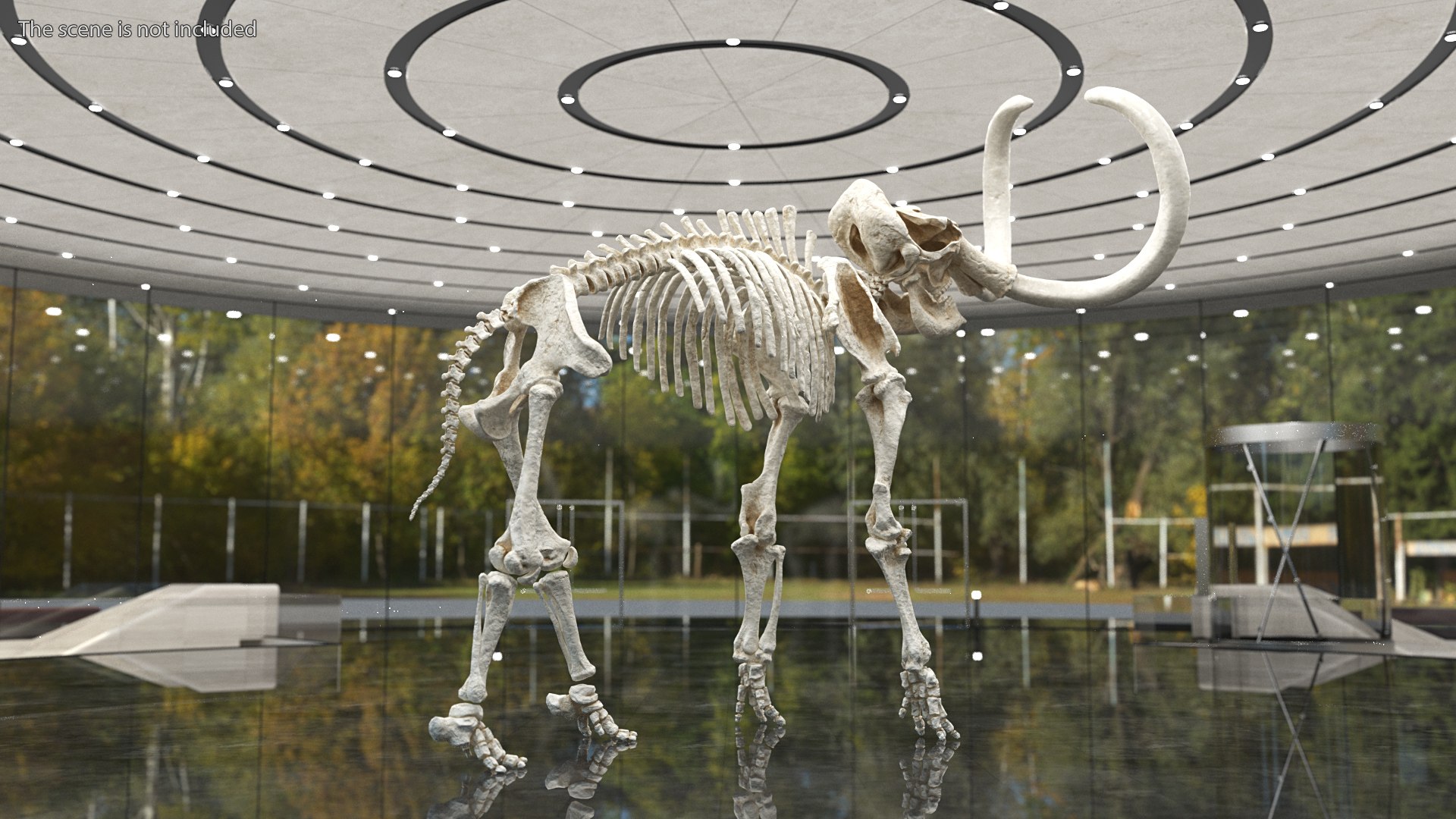 3D model Mammoth Skeleton Clean Bones Rigged for Maya https://p.turbosquid.com/ts-thumb/m3/ET2hK5/LT/mammothskeletoncleanbonesrigged3dmodel006/jpg/1635205281/1920x1080/fit_q87/7f360f05ec8406d5cf30df113ee23748874e6458/mammothskeletoncleanbonesrigged3dmodel006.jpg