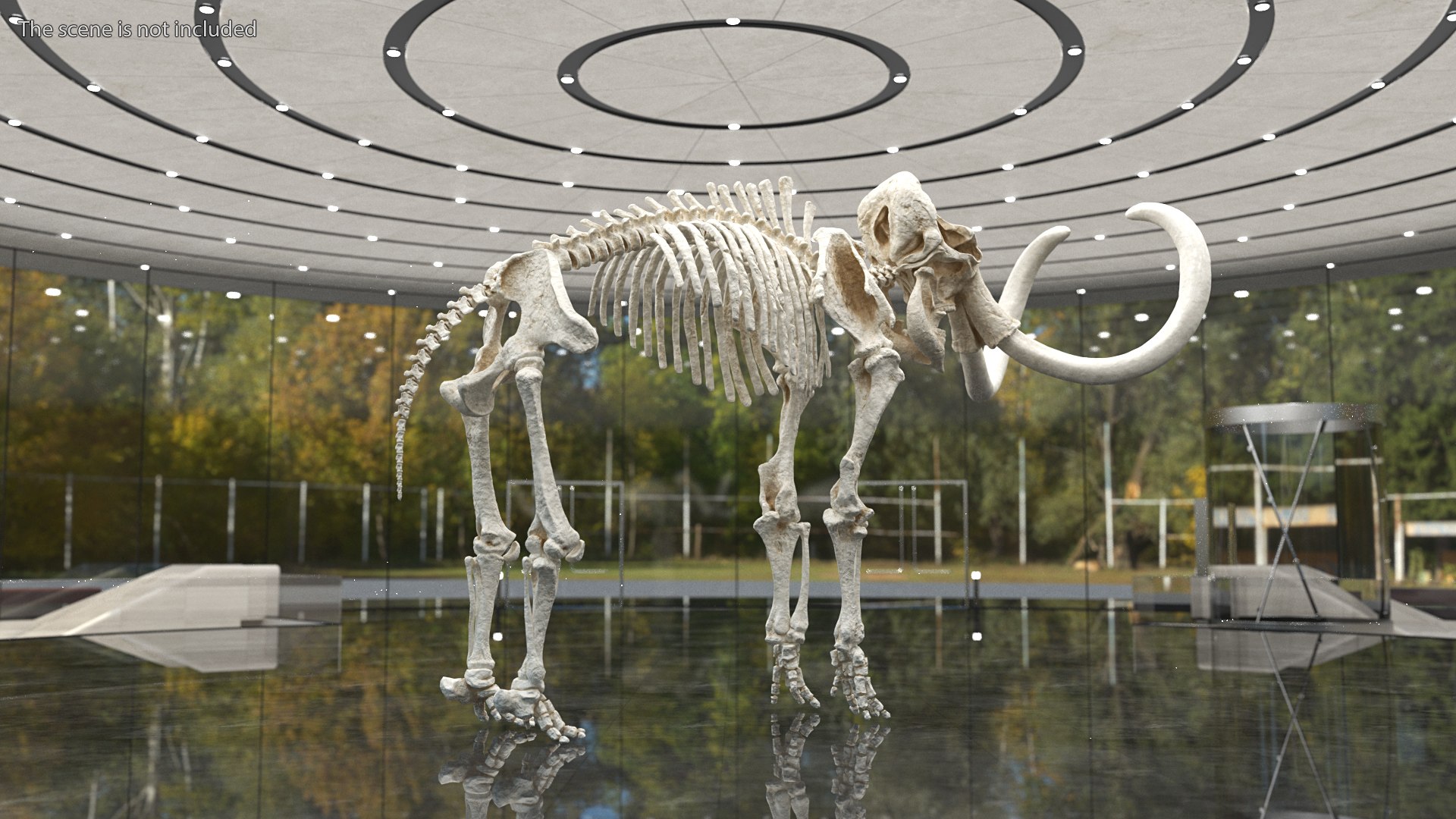 3D model Mammoth Skeleton Clean Bones Rigged for Maya https://p.turbosquid.com/ts-thumb/m3/ET2hK5/Mf/mammothskeletoncleanbonesrigged3dmodel005/jpg/1635205278/1920x1080/fit_q87/00bd8a0be1b5cad73133d4838b4efa1f74393de5/mammothskeletoncleanbonesrigged3dmodel005.jpg