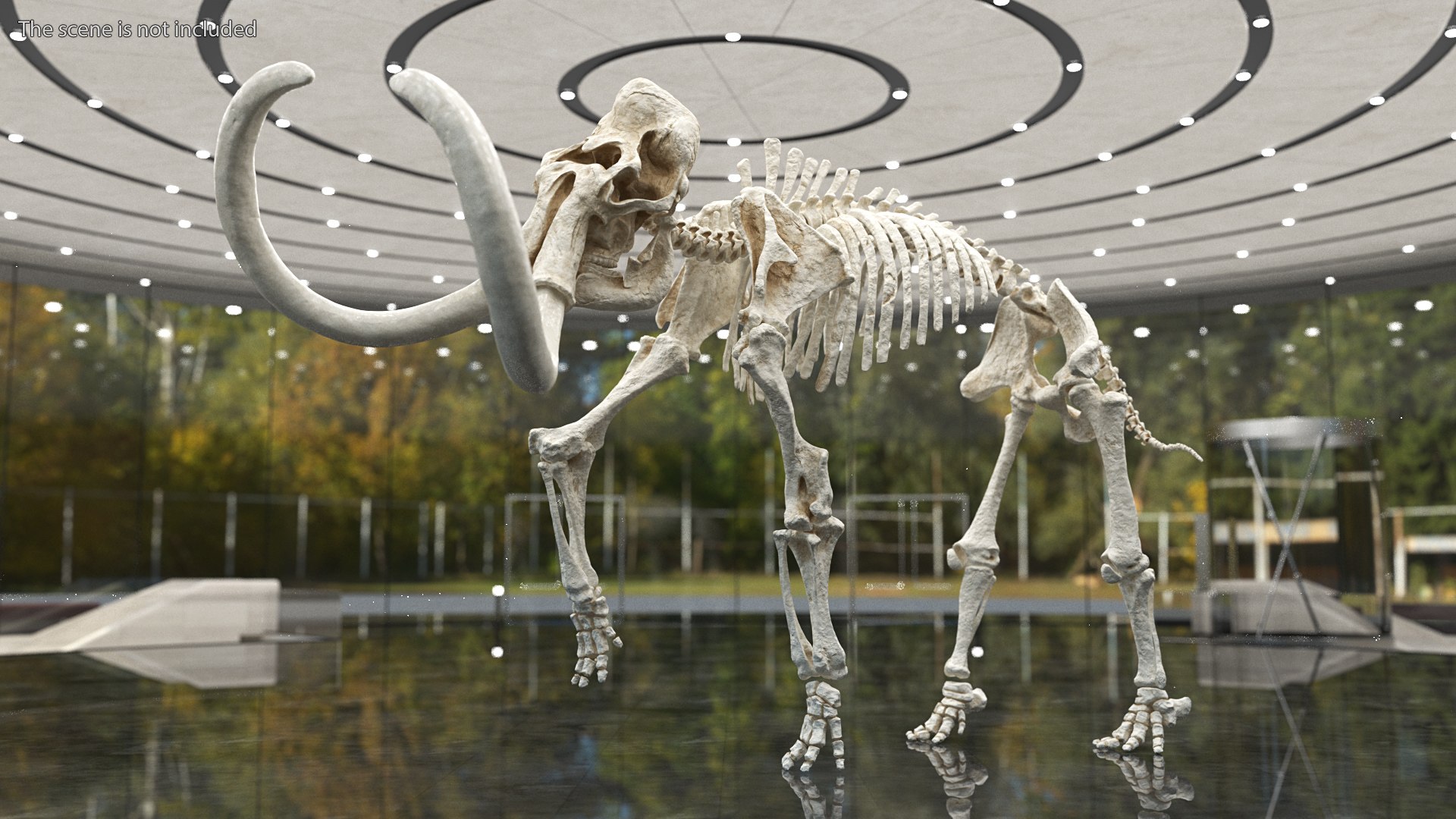 3D model Mammoth Skeleton Clean Bones Rigged for Maya https://p.turbosquid.com/ts-thumb/m3/ET2hK5/NP/mammothskeletoncleanbonesrigged3dmodel004/jpg/1635205275/1920x1080/fit_q87/41b8d434d1b92455c41e32dc4c751de72f5ffc7c/mammothskeletoncleanbonesrigged3dmodel004.jpg