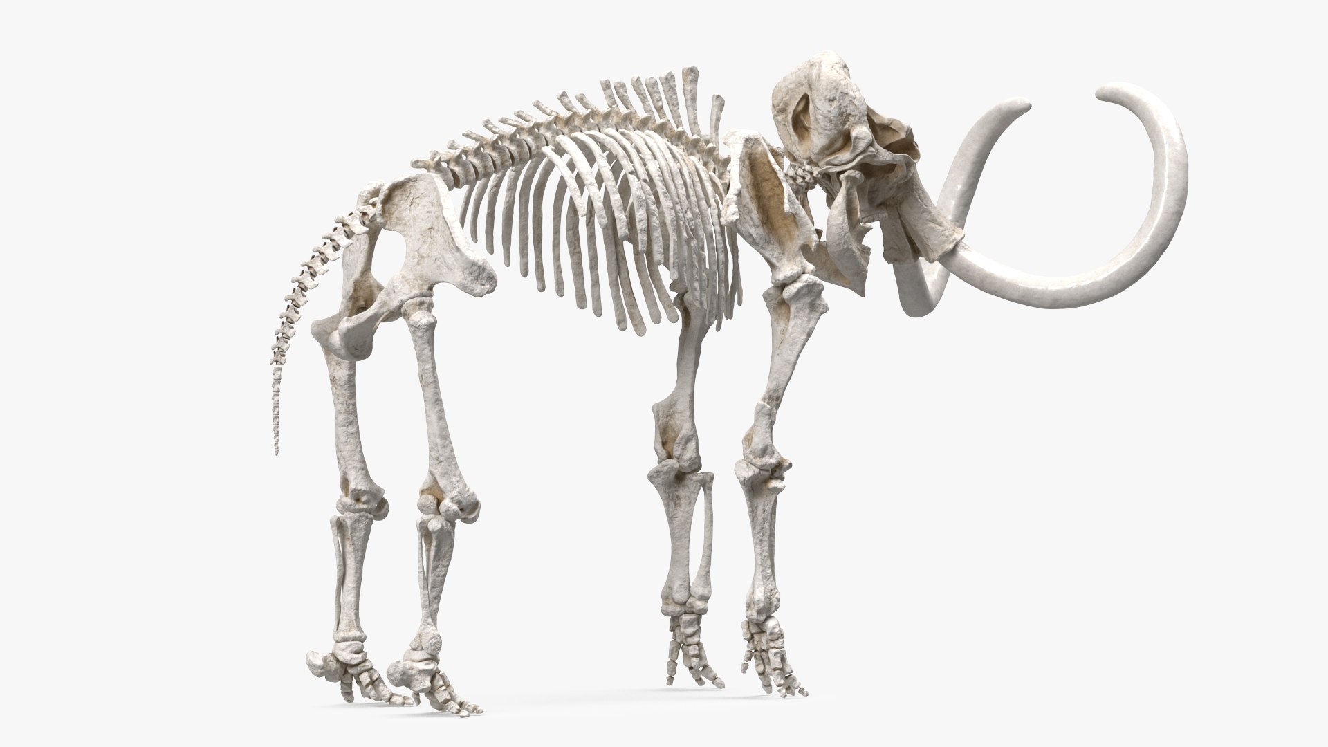 3D model Mammoth Skeleton Clean Bones Rigged for Maya https://p.turbosquid.com/ts-thumb/m3/ET2hK5/WQ/mammothskeletoncleanbonesrigged3dmodel014/jpg/1635205300/1920x1080/fit_q87/5d9199c92efc0cce72b09e0ae8b4df9584451a1f/mammothskeletoncleanbonesrigged3dmodel014.jpg