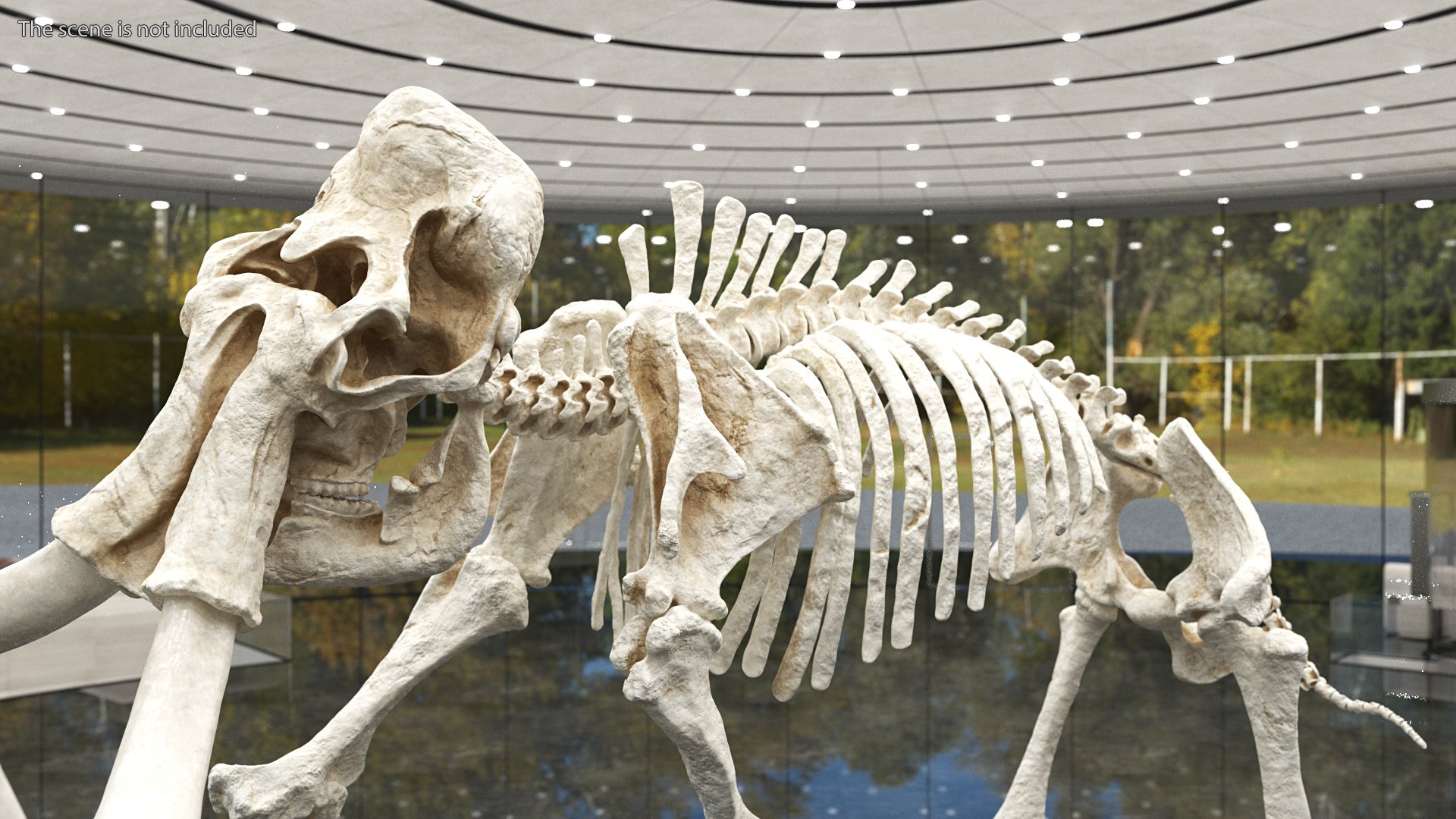 3D model Mammoth Skeleton Clean Bones Rigged for Maya https://p.turbosquid.com/ts-thumb/m3/ET2hK5/fv/mammothskeletoncleanbonesrigged3dmodel009/jpg/1635205289/1920x1080/fit_q87/6f843569d9e642721468326bbdcbcfcb9dd531e6/mammothskeletoncleanbonesrigged3dmodel009.jpg