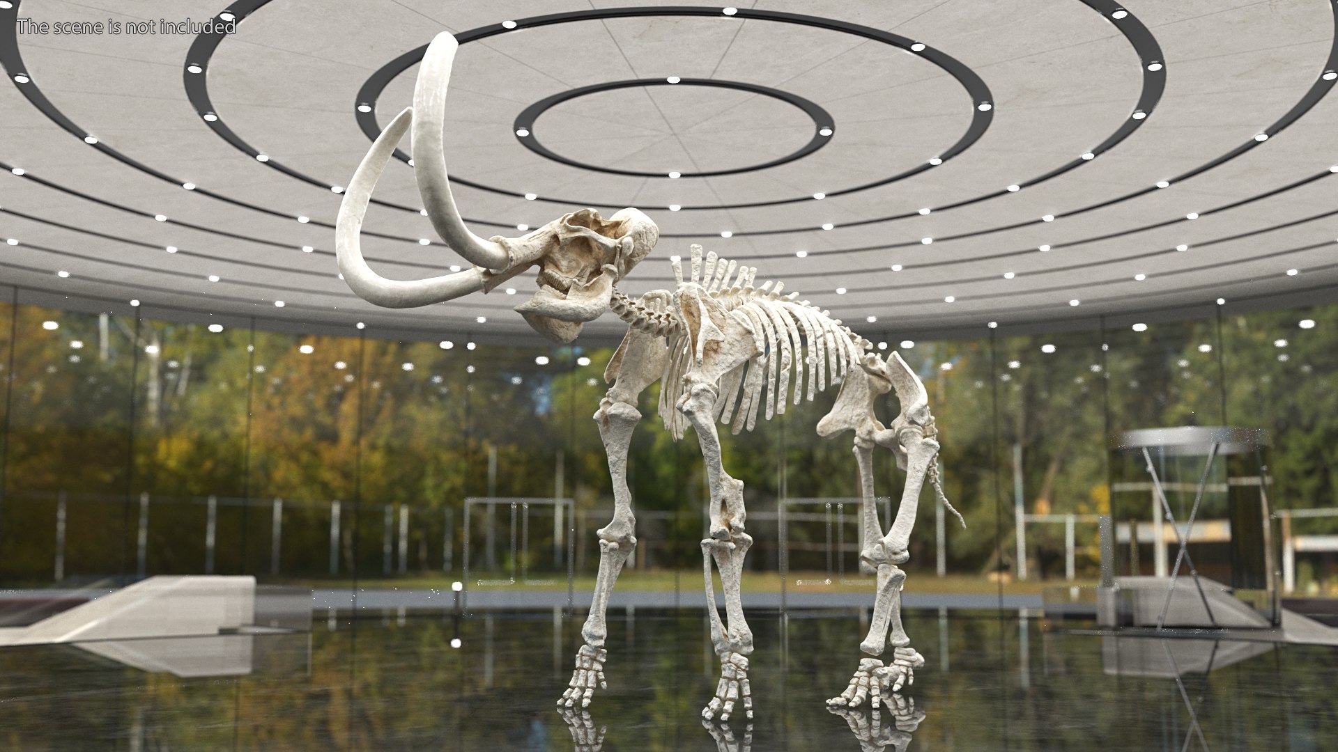 3D model Mammoth Skeleton Clean Bones Rigged for Maya https://p.turbosquid.com/ts-thumb/m3/ET2hK5/gF/mammothskeletoncleanbonesrigged3dmodel003/jpg/1635205272/1920x1080/fit_q87/0372b95994bdaaaa60f9929bb9de370d6cce8bfb/mammothskeletoncleanbonesrigged3dmodel003.jpg