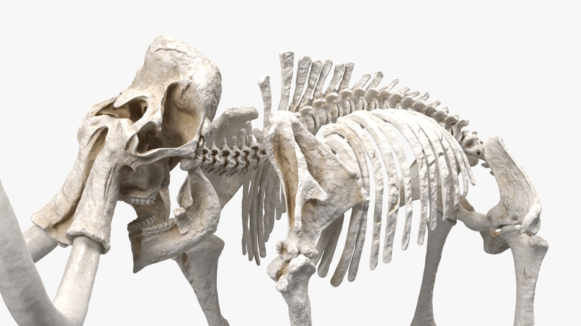 3D model Mammoth Skeleton Clean Bones Rigged for Maya https://p.turbosquid.com/ts-thumb/m3/ET2hK5/oe/mammothskeletoncleanbonesrigged3dmodel017/jpg/1635205308/1920x1080/fit_q87/bd76e8b1ccadb8920925ab462419411891b34490/mammothskeletoncleanbonesrigged3dmodel017.jpg