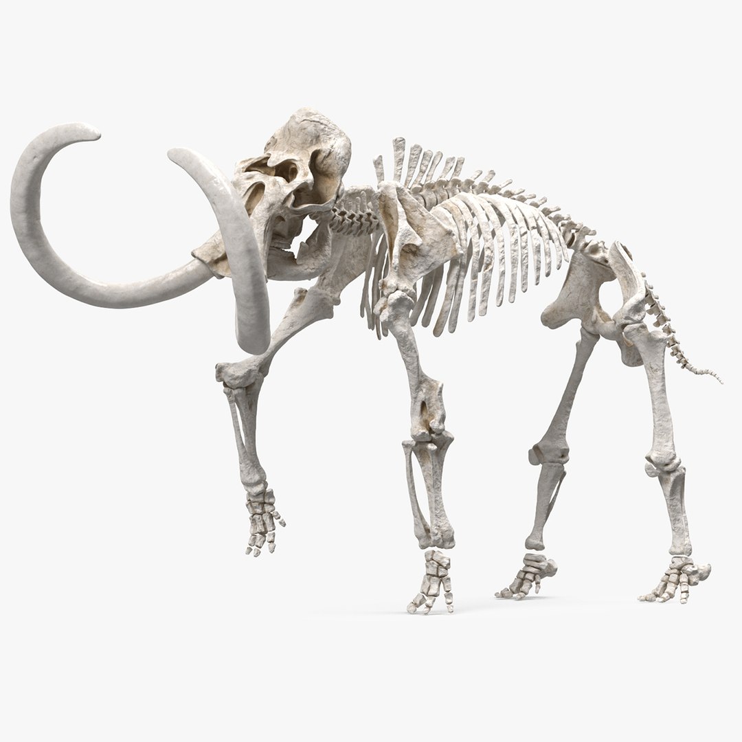 3D model Mammoth Skeleton Clean Bones Rigged for Maya https://p.turbosquid.com/ts-thumb/m3/ET2hK5/vB/mammoth_skeleton_clean_bones_rigged_mb_00/jpg/1648635201/1920x1080/fit_q87/1c819c5f5c13feb30a6a9188a1e6bc88e89d742a/mammoth_skeleton_clean_bones_rigged_mb_00.jpg
