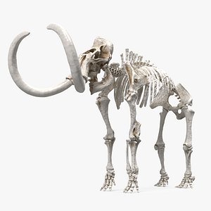 3D model Mammoth Skeleton Clean Bones Rigged for Maya