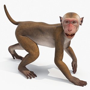 Wild Rhesus Monkey Light Brown Rigged for Cinema 4D