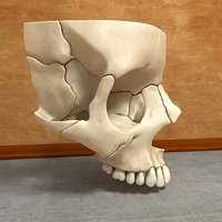 Part of the Human Skull Maxilla Anatomy