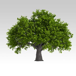 oak 3d model