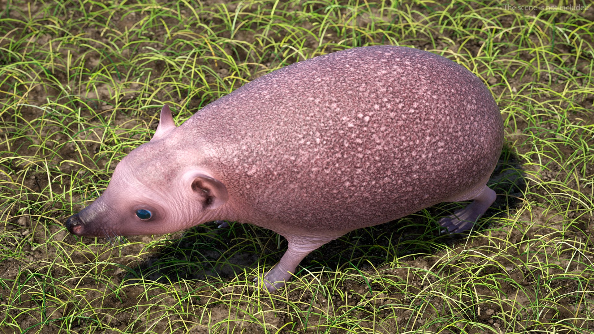 Hedgehog Bald Rigged for Maya 3D model preview