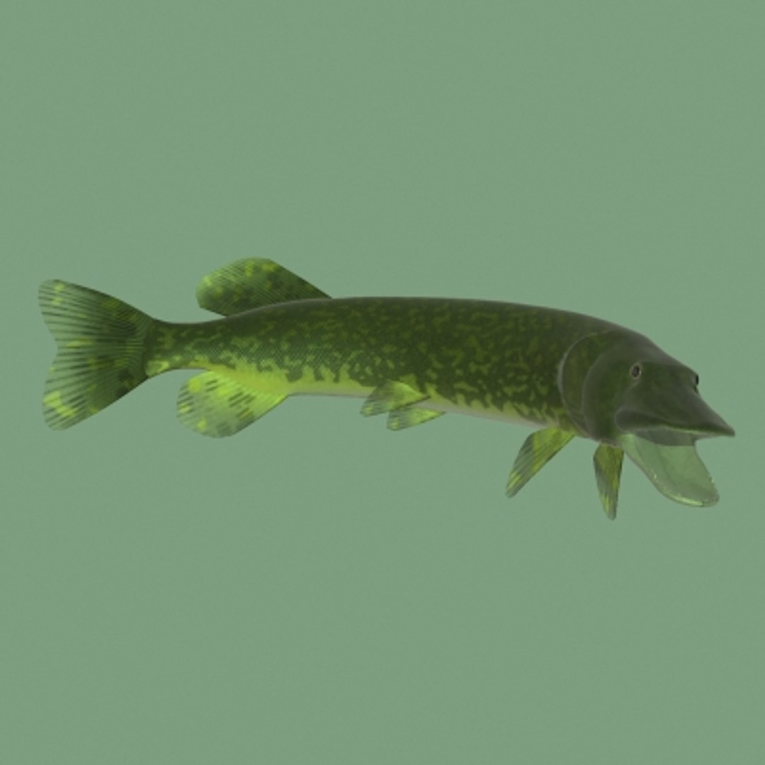 3d pike https://p.turbosquid.com/ts-thumb/m3/WaR2Tb/OZ2goTWZ/s4/jpg/1227849676/1920x1080/fit_q87/d5cd21abc76db75fd65d6eb48fd821aec0e476ae/s4.jpg