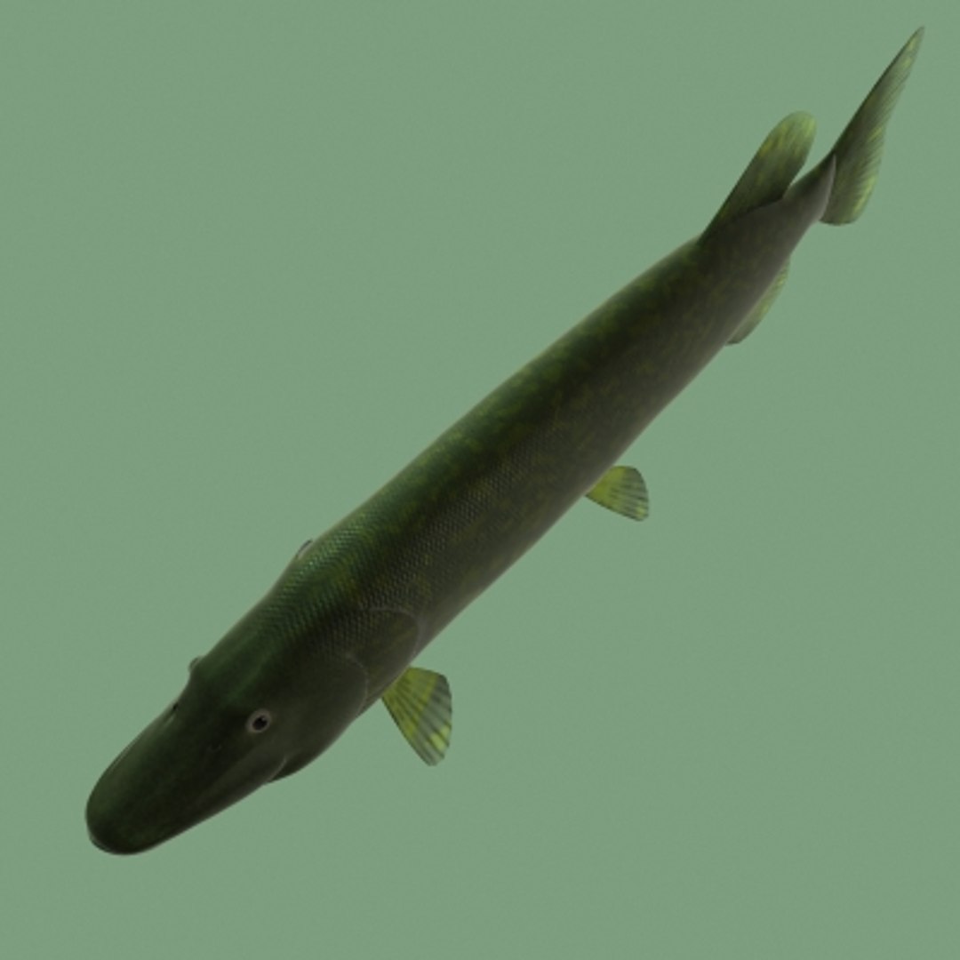 3d pike https://p.turbosquid.com/ts-thumb/m3/WaR2Tb/rrze74Zj/s2/jpg/1227849669/1920x1080/fit_q87/066369f5471df8a345b22039a7a1bdf04409daed/s2.jpg