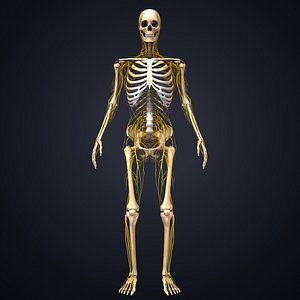 skeleton nerves model