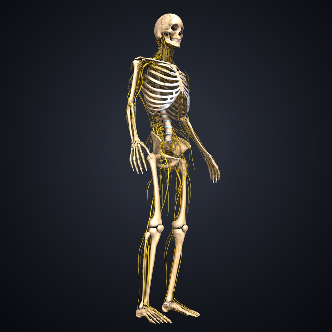 Skeleton nerves model - TurboSquid 1218743