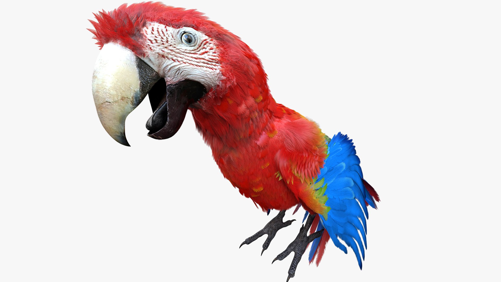 3D parrot rigged model - TurboSquid 1519189