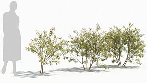 Sambucus tree 3D model