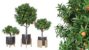 Orange tree in a pot 3D