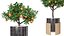 Orange tree in a pot 3D