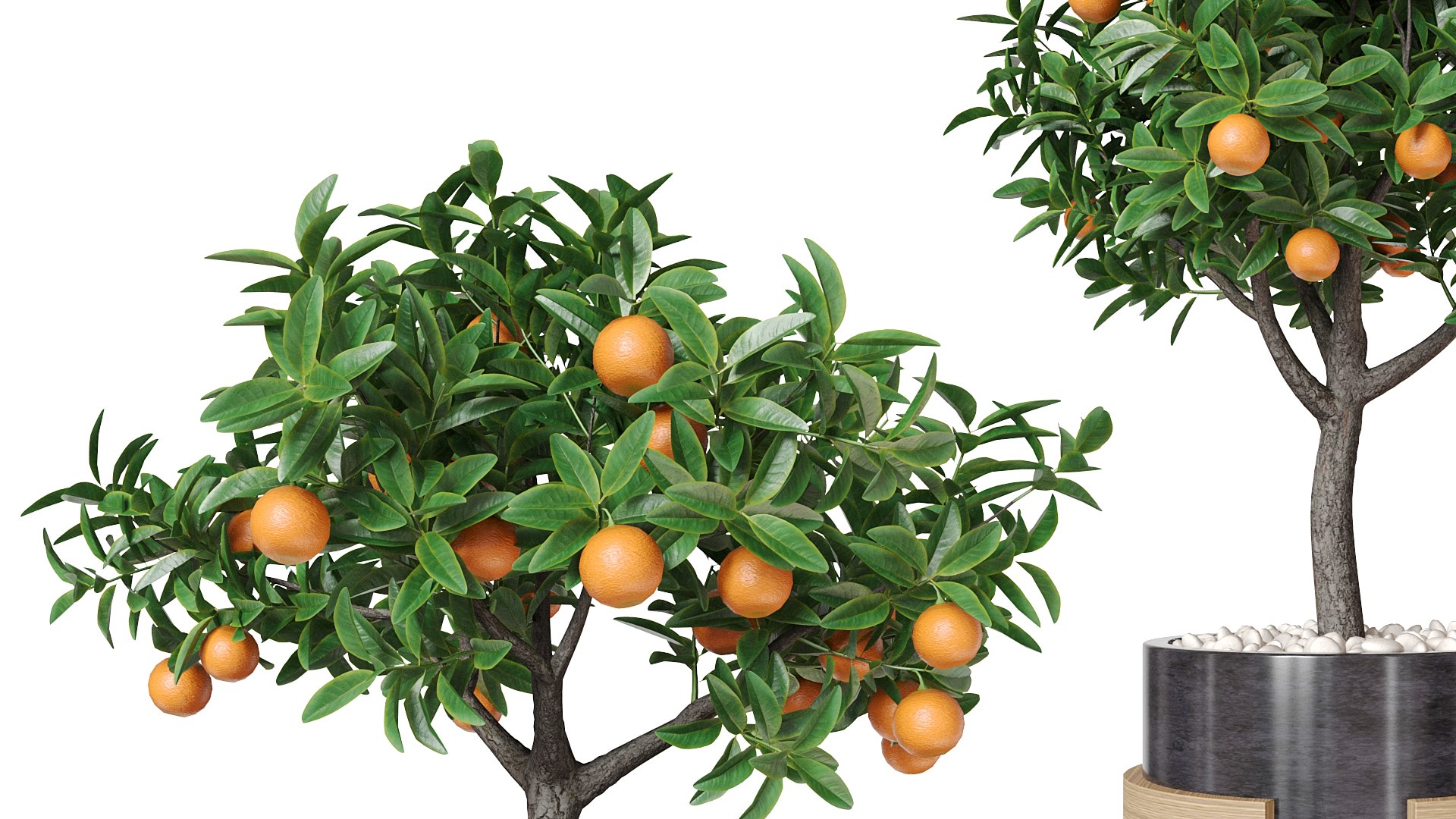 3D model Orange tree in a pot 3D https://p.turbosquid.com/ts-thumb/m3/rv1BQg/xv/z07/jpg/1719352445/1920x1080/fit_q87/528708c46ae7034d47473749b33b260a84b09aeb/z07.jpg