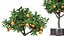 Orange tree in a pot 3D